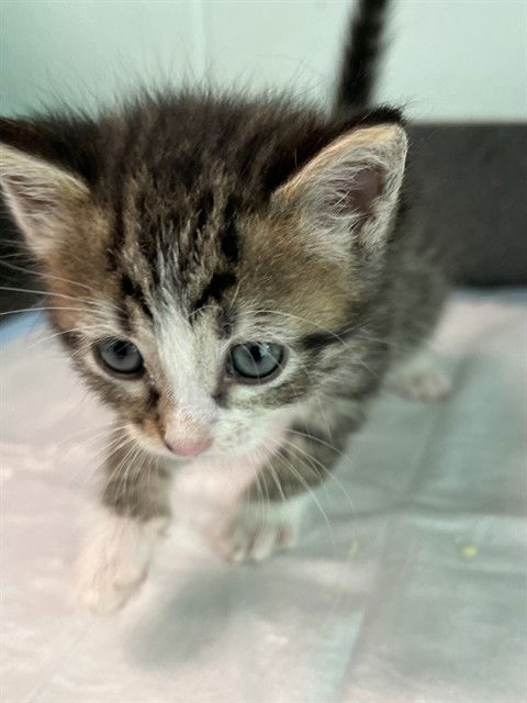 adoptable Cat in Tavares, FL named SOCKS