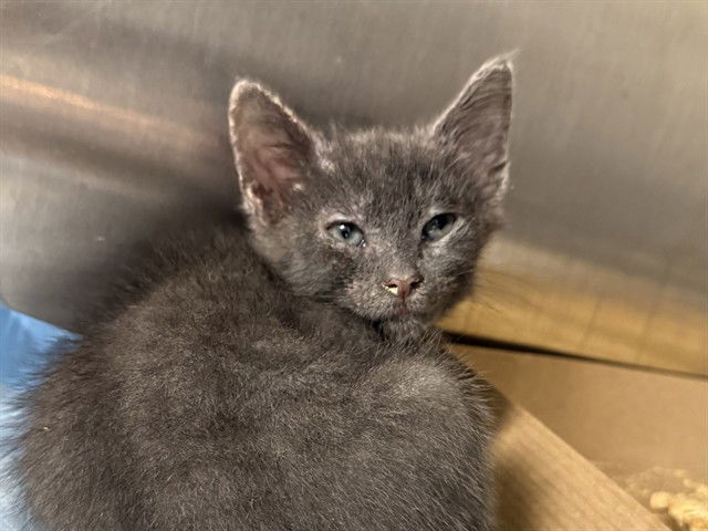 adoptable Cat in Tavares, FL named KALE