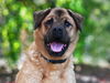 adoptable Dog in  named RUTHERFORD
