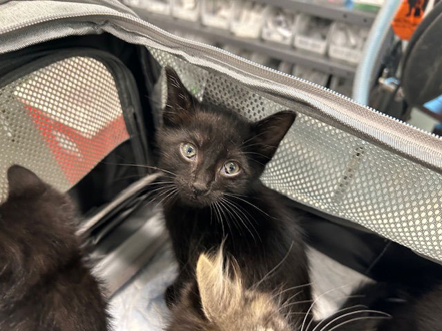 adoptable Cat in Tavares, FL named BOSTON TEA PARTY