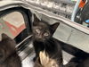 adoptable Cat in  named BOSTON TEA PARTY