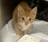 adoptable Cat in  named FOOTBALL