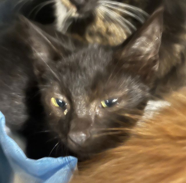 adoptable Cat in Tavares, FL named TENNIS
