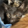 adoptable Cat in  named TENNIS