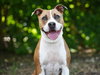 BRUCE - Photo 1