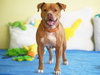 CHANCE - Photo 1