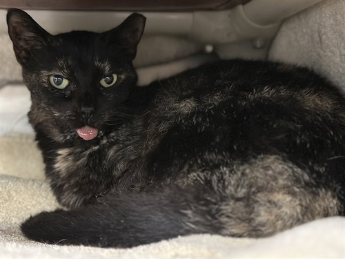 picture of the cat needing adoption