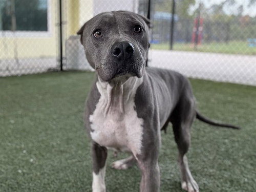 picture of the dog needing adoption