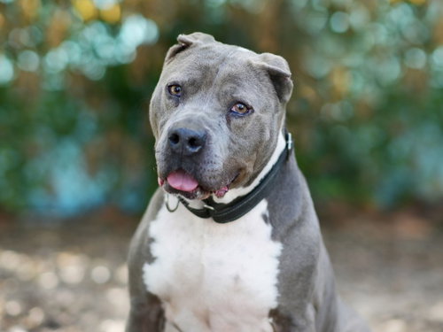 KITKAT - American Pit Bull Terrier available for adoption