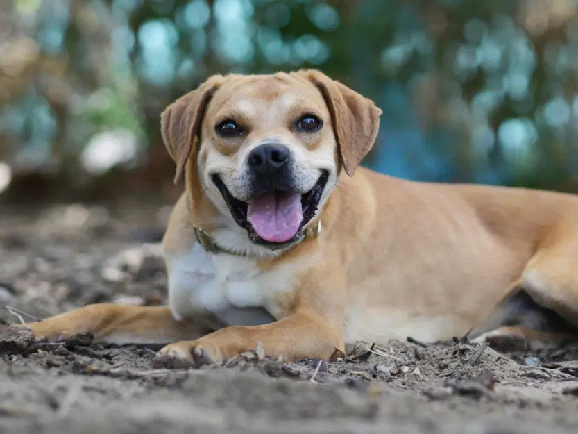 Walt - Redbone Coonhound