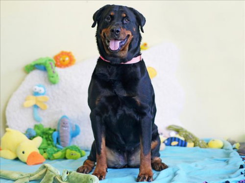 JUNIPER - Rottweiler available for adoption