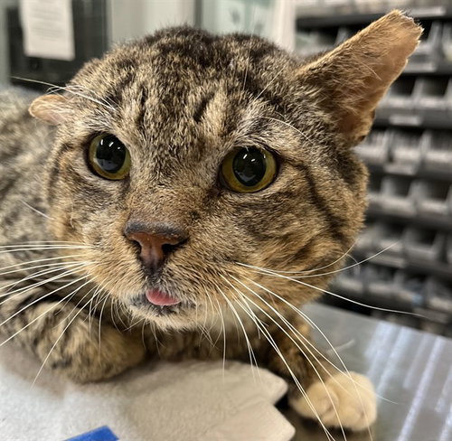picture of the cat needing adoption