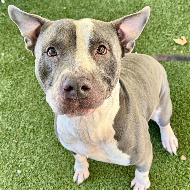 Pit Bull