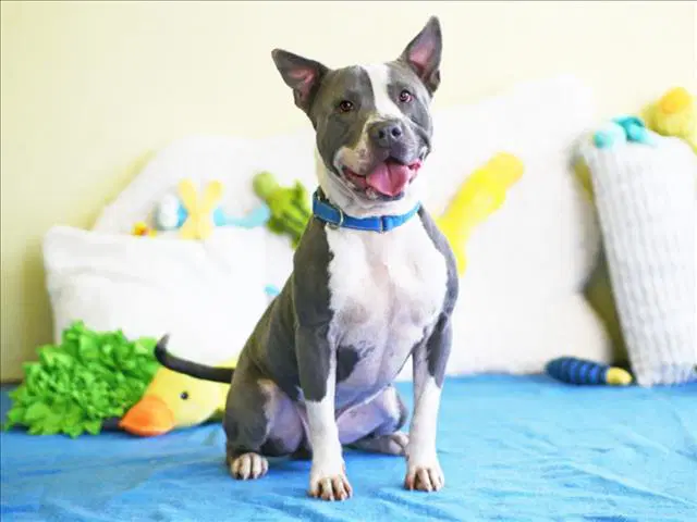 Seamus - American Staffordshire Terrier