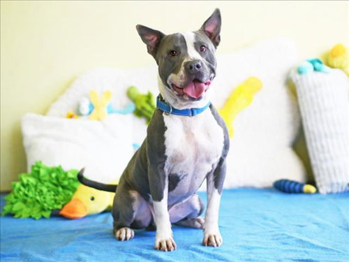 SEAMUS, an adoptable American Staffordshire Terrier in Tavares, FL