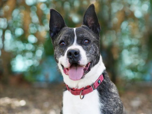 WALTER, an adoptable Dutch Shepherd in Tavares, FL