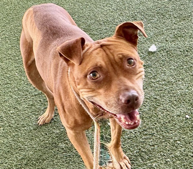 Pit Bull