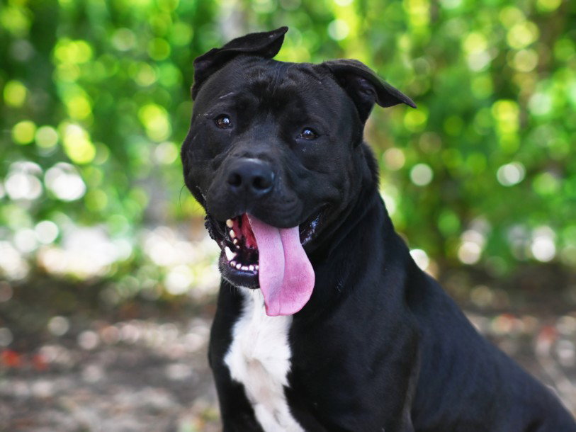Pit Bull