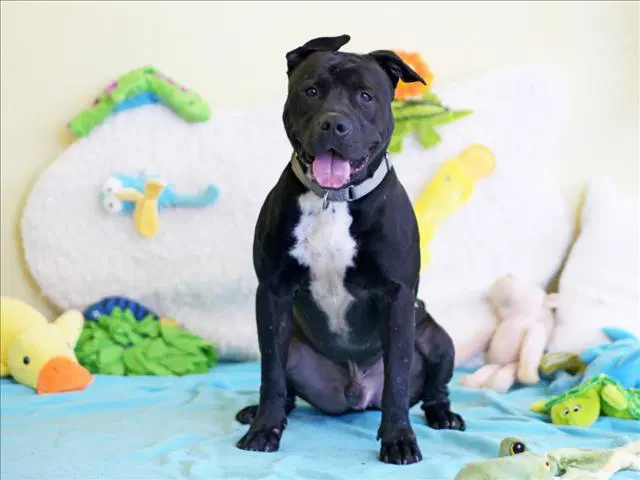 Knot - American Staffordshire Terrier