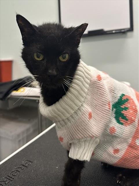 ETHEL, an adoptable Domestic Short Hair in Tavares, FL