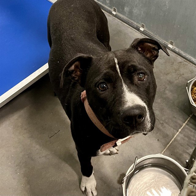 Pit Bull