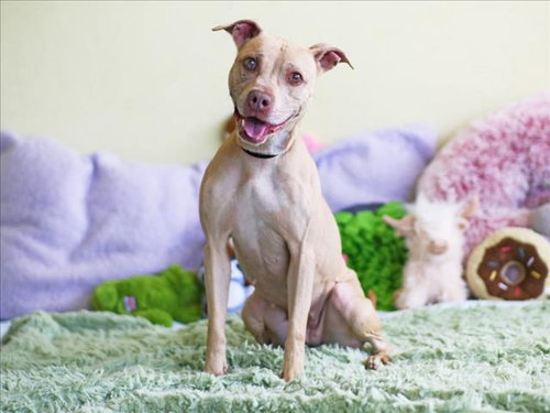 HONEY, an adoptable Labrador Retriever in Tavares, FL