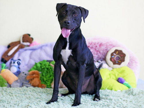 TEN, an adoptable Labrador Retriever in Tavares, FL
