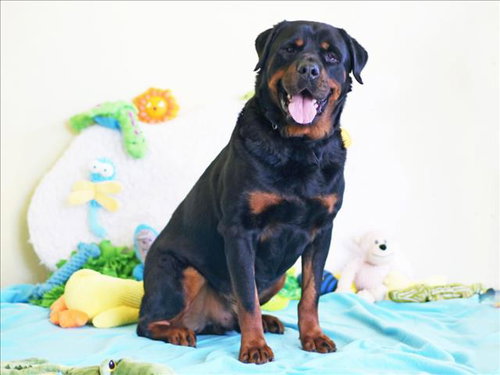 picture of the dog needing adoption