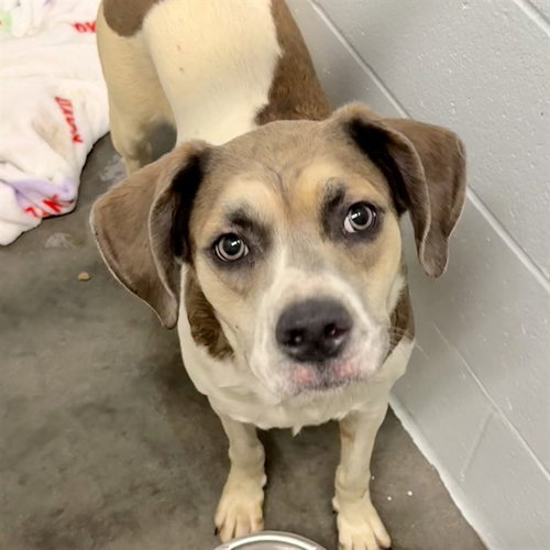 picture of the dog needing adoption