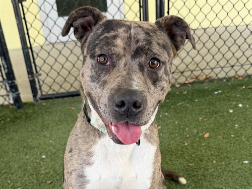 picture of the dog needing adoption