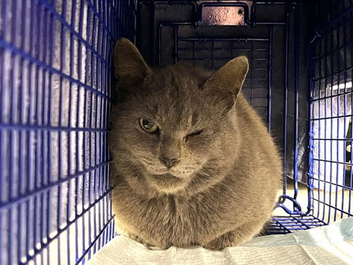 RAIN, an adoptable Russian Blue in Tavares, FL