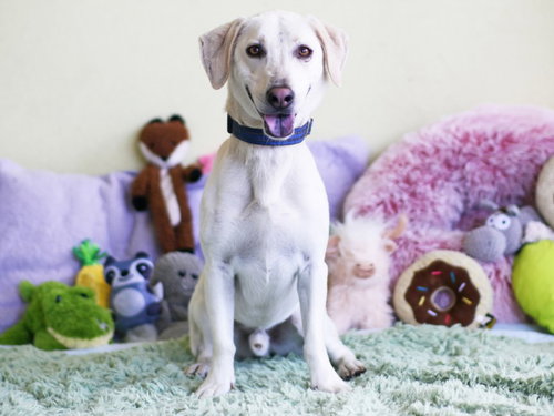 SHORTY, an adoptable Labrador Retriever in Tavares, FL