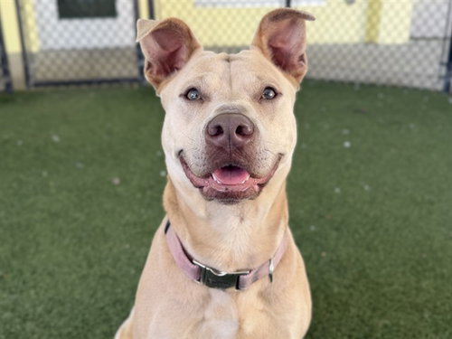 picture of the dog needing adoption