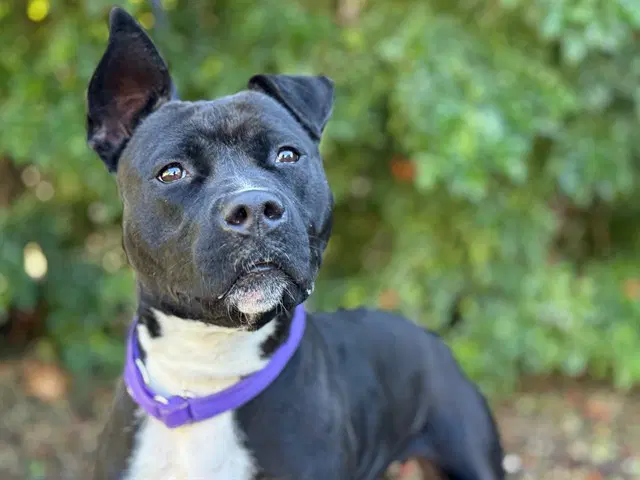 Clementine - Staffordshire Bull Terrier