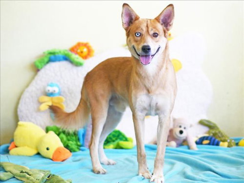 CIRRUS, an adoptable Carolina Dog in Tavares, FL
