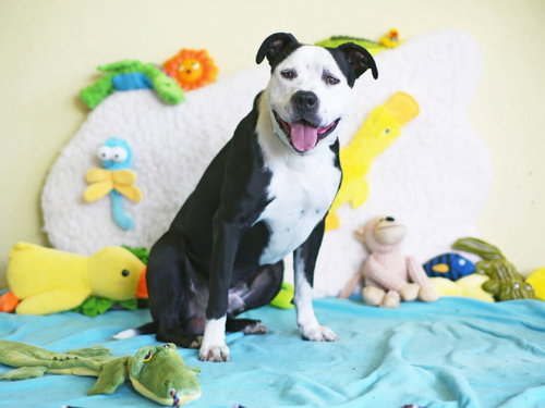 BUMBLE BEE, an adoptable American Bulldog in Tavares, FL