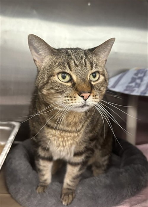 WALNUT, an adoptable Domestic Short Hair in Tavares, FL