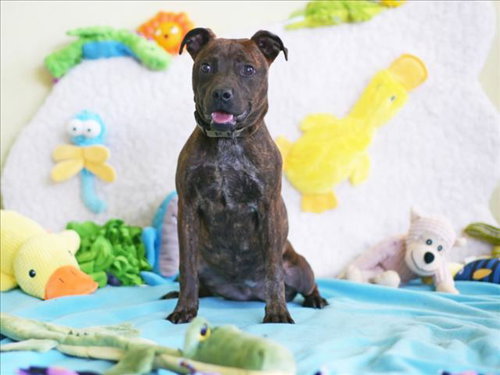 SPRINKLE, an adoptable American Staffordshire Terrier in Tavares, FL