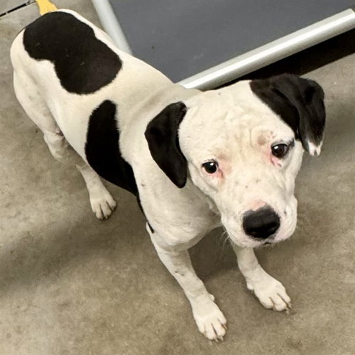 REMY, an adoptable American Staffordshire Terrier in Tavares, FL