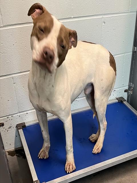 BOLT, an adoptable American Staffordshire Terrier in Tavares, FL