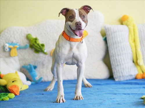 DENNIS, an adoptable American Staffordshire Terrier in Tavares, FL