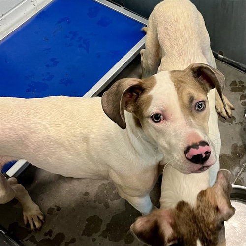 JASMINE, an adoptable American Pit Bull Terrier in Tavares, FL