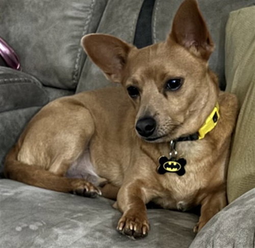CANELO, an adoptable Chihuahua in Tavares, FL