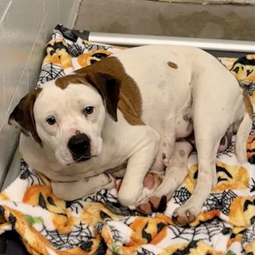 CINDY, an adoptable American Pit Bull Terrier in Tavares, FL