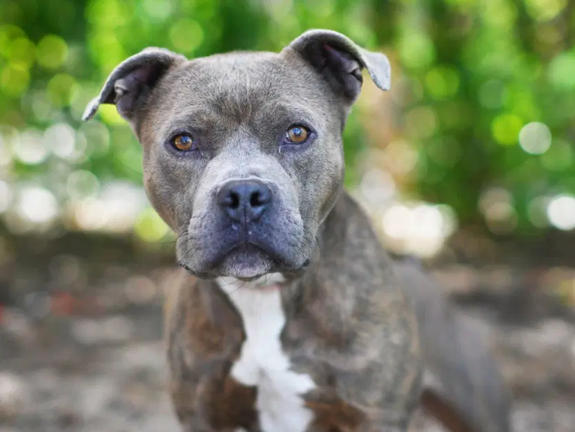 Rolo - American Staffordshire Terrier