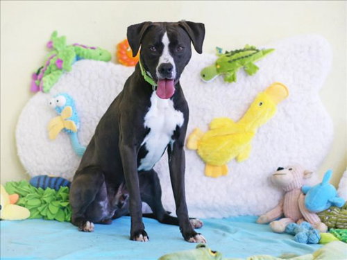 BANDIT, an adoptable Boxer in Tavares, FL