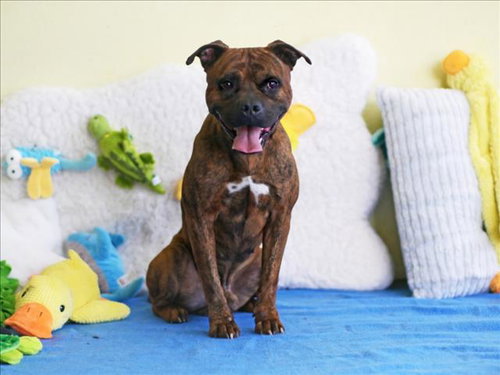 TSUNAMI, an adoptable Boxer in Tavares, FL