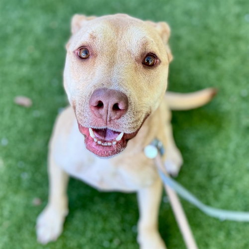 picture of the dog needing adoption