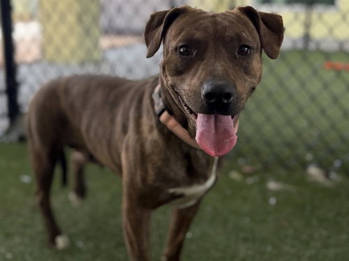 SKY, an adoptable Plott Hound in Tavares, FL