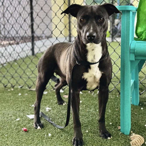 BIRCH, an adoptable American Pit Bull Terrier in Tavares, FL
